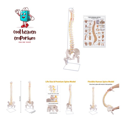 Modello colonna vertebrale - modello, di