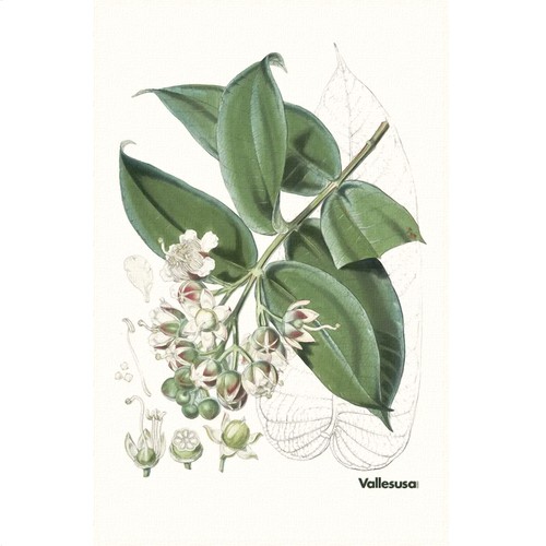 Canovaccio cucina vallesusa - canovaccio,