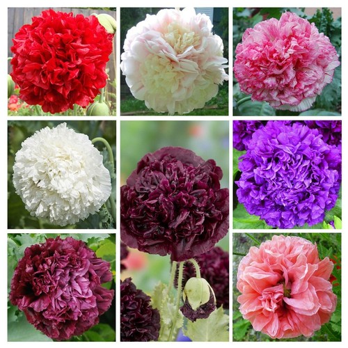 1000 semi papaver - 1000+,