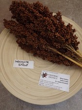 Menonite sciroppo sorgo - miglio da zucchero - 50+ semi - RENDIMENTO e BELLIS...