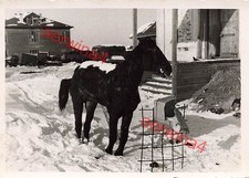 Cavallo davanti al quartiere