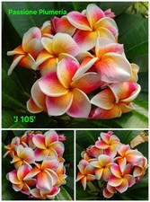 Talea di plumeria (Plumeria