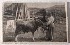 Donna  che da il fieno ad un vitello  Cartolina 1916  animata viaggiata