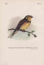 Goldammer Emberiza citrinella