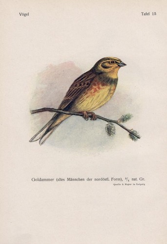 Goldammer emberiza citrinella - goldammer,