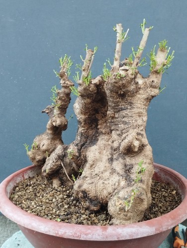 Bonsai olivastro 47x40cm - bonsai, in