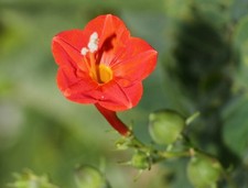 Ipomoea hederifolia - Vento sfarzoso a foglie di edera Morning Glory 5+...