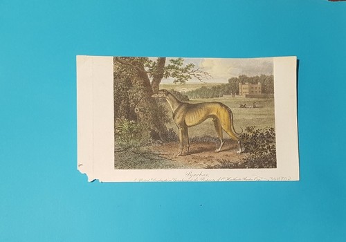 Cani incisione acquarellata - acquarellata, a