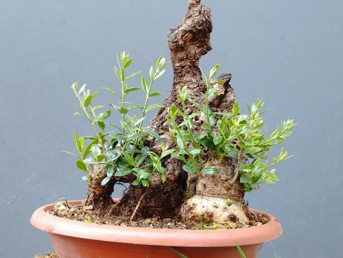 Bonsai olivastro 30x26cm - bonsai,