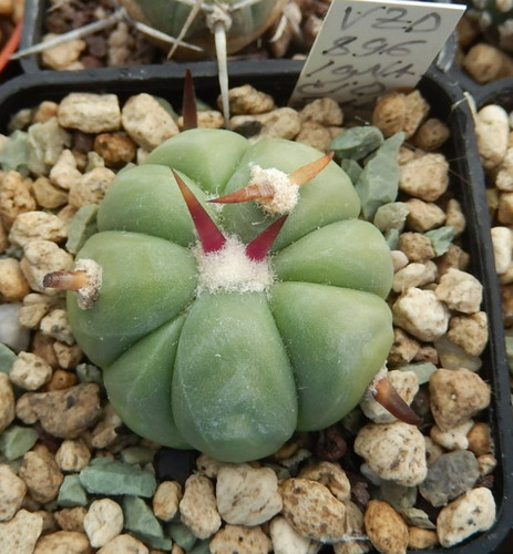 Echinocactus horizonthalonius