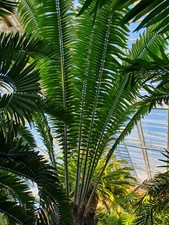 Encephalartos laurentianus, 4 semi freschi testati sul galleggiante