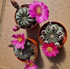 3 X Echinocereus Pulchellus