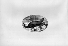 Stampa antica ovale con LONTRA e pesce 1879 Old print