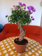 Bouganvillea Bonsai Vaso 20 -