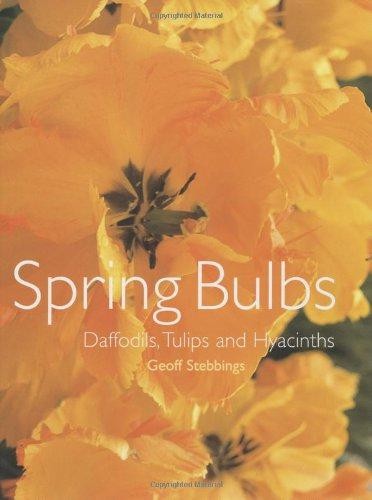 Spring bulbs daffodils - spring, bulbs: