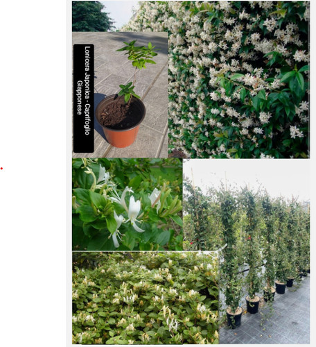 Plant pianta caprifoglio - plant/pianta,