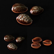 Cypraea helvola argella, Diego Suarez, Madagascar, 18,8-21,2 mm, GREAT SET