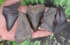 Denti di squalo megalodonte 5