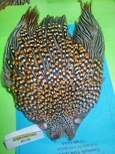 Capo Gallo della Giungla SUPER