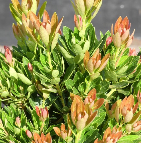 Campanellino ombreggiante