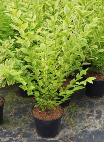 Ligustrum ovalifolium aureum - ligustrum,