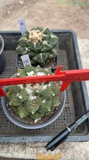 1pcs Ariocarpo autoradicato