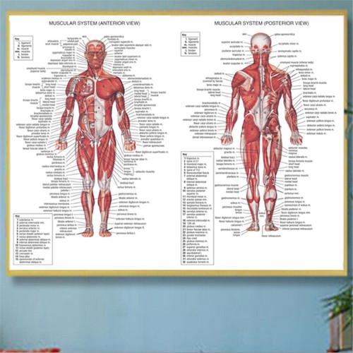 Muscular system human chart - muscular,