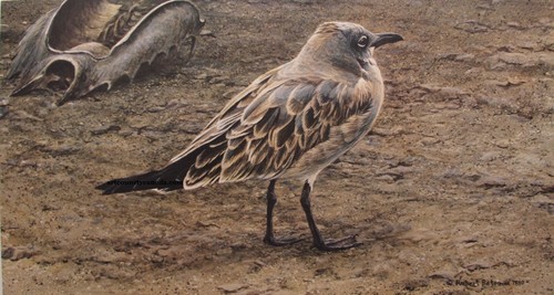Robert bateman gabbiano - -,