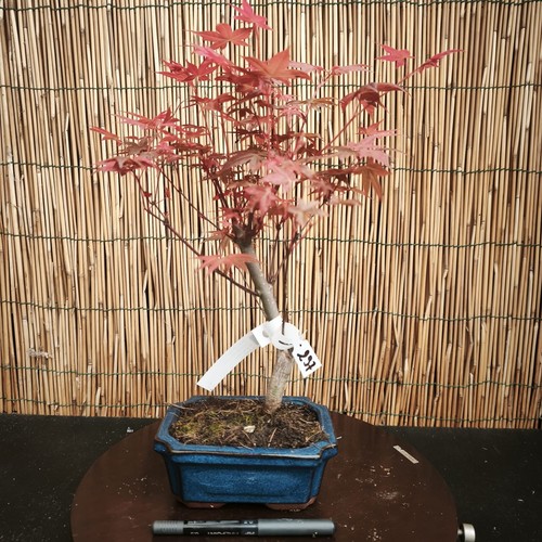 Bonsai acero deshojo - di,