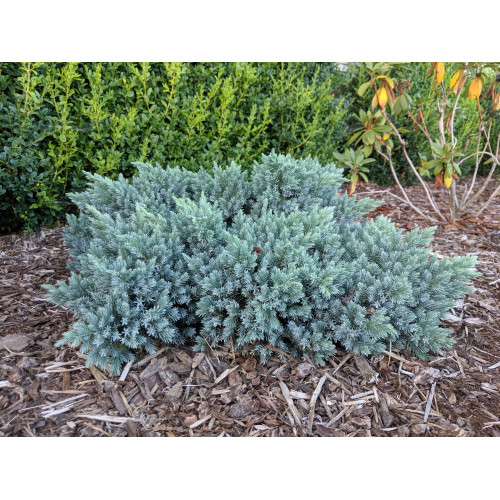 Ginepro squamoso juniperus - ginepro, "juniperus