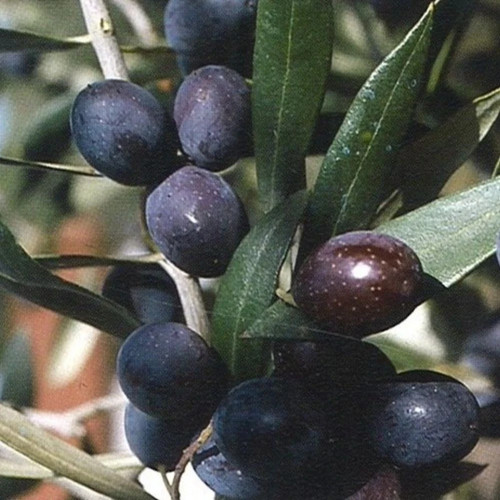 Pianta ulivo leccino - di, in