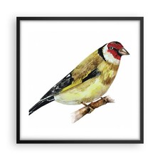 Poster 50x50cm Cardellino
