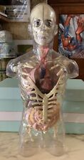 vintage LARGE 49 CM BUSTO ANATOMICO PLASTICA CORPO UMANO ORGANI DIDATTICO
