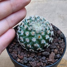 Mammillaria huitzlopotchii