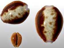 Cypraea helvola fort - helvola,,