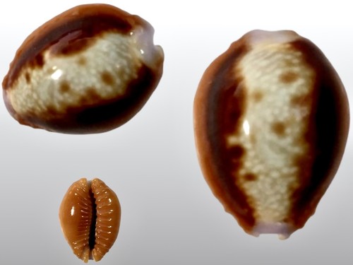 Cypraea helvola fort - cypraea, helvola,