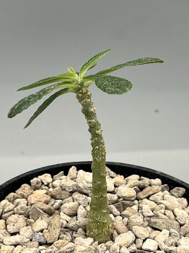 Dorstenia gigas succulente