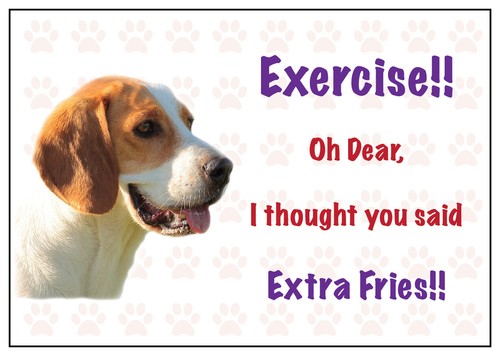 Funny beagle dog - funny,