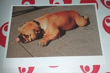 English Bulldog Bulldogge Hunde Dog Postkarte Postcard Ak Hundepostkarte 