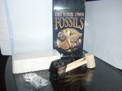 Set collezione fossili - collezione,