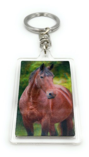 Cavallo montare puledro - cavallo,