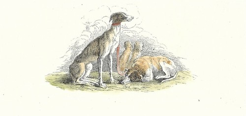 Stampa antica cani levrieri - cani,
