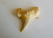 Fossili dente di squalo - di,