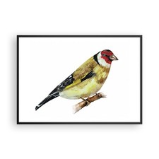 Poster 100x70cm Cardellino