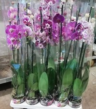 Pianta Orchidea Phalenopsis