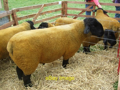 Photo 6x4 pedigree suffolk - 6x4,