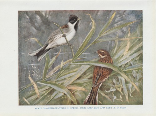 Rohrammer emberiza - rohrammer, (emberiza