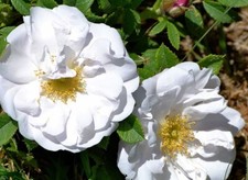 Pianta di Rosa Rugosa in vaso