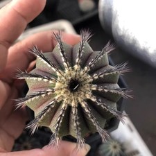 Pianta di cactus succulenta 4