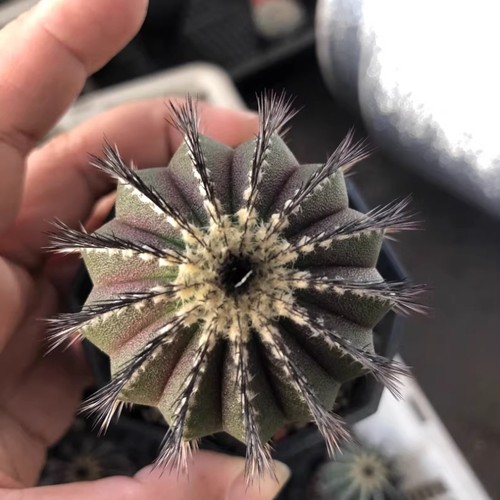 Pianta cactus succulenta 4 - pianta,